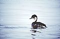 Junin Grebe(rare)02.jpg