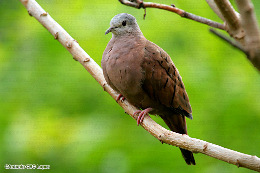 Blue-eyed Ground-dove（rare）──01.jpg