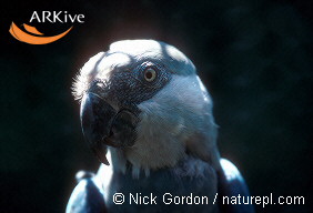 s Macawrare01.jpg