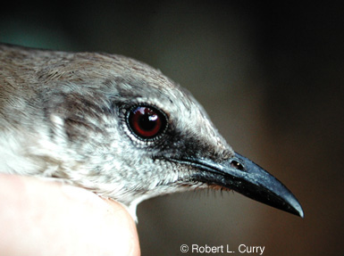 Socorro Mockingbirdrare02.jpg