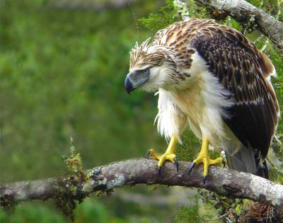 Philippine Eaglerare07.jpg