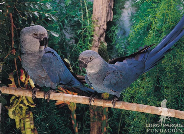 s Macawrare02.jpg