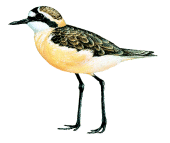 St Helena Ploverrare02.gif