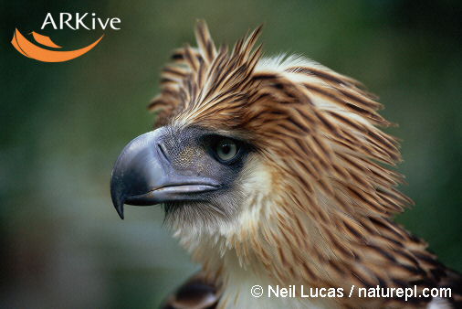 Philippine Eaglerare03.jpg
