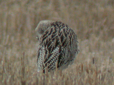 Slender-billed Curlewrare06.jpg