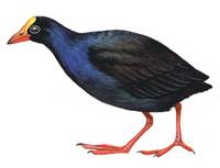 Samoan Moorhenrare01.jpg