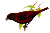 Sao Tome Grosbeakrare01.gif