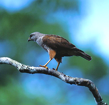 s Hawkrare02.jpg