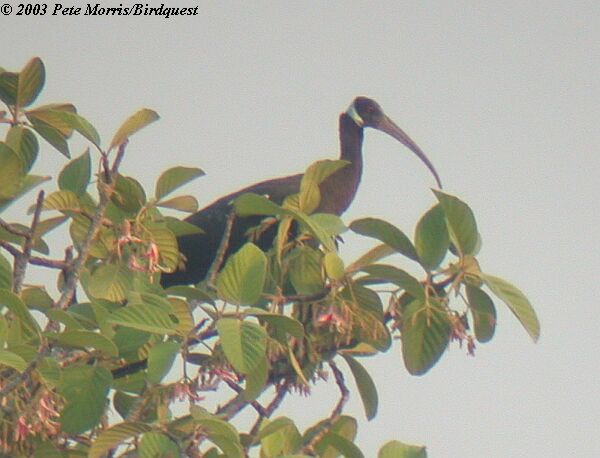 White-shouldered Ibis(rare)06.jpg