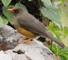 Taita Thrushrare04.jpg