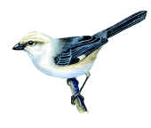 Pale-headed Brush-finchrare01.gif