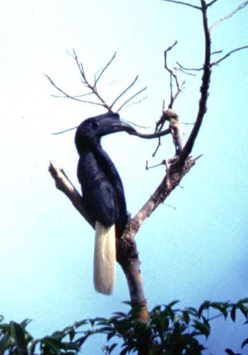 Sulu Hornbillrare03.jpg