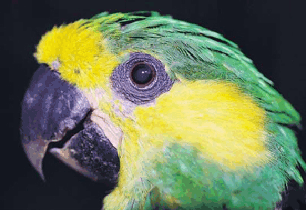 Yellow-eared Parrotrare02.gif