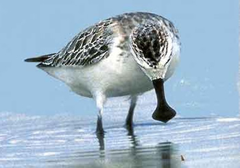 Spoon-billed Sandpiperrare08.jpg