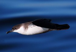 s Shearwater Puffinus auricularis(rare)01.jpg