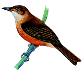 Sangihe Shrike-thrushrare01.gif