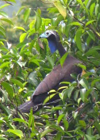 Trinidad Piping-guan(rare)02.jpg