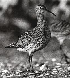 Slender-billed Curlewrare11.jpg
