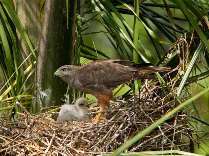 s Hawkrare06.jpg