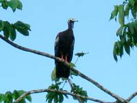 Trinidad Piping-guan(rare)05.jpg