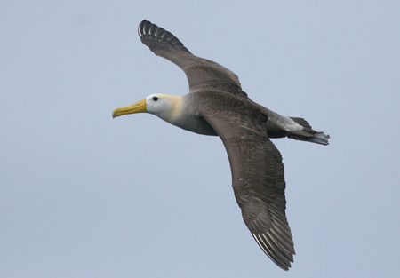 Waved Albatross(rare)06.jpg