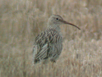 Slender-billed Curlewrare05.jpg