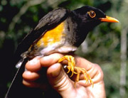 Taita Thrushrare01.jpg