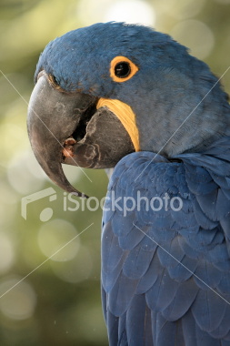 s Macawrare05.jpg