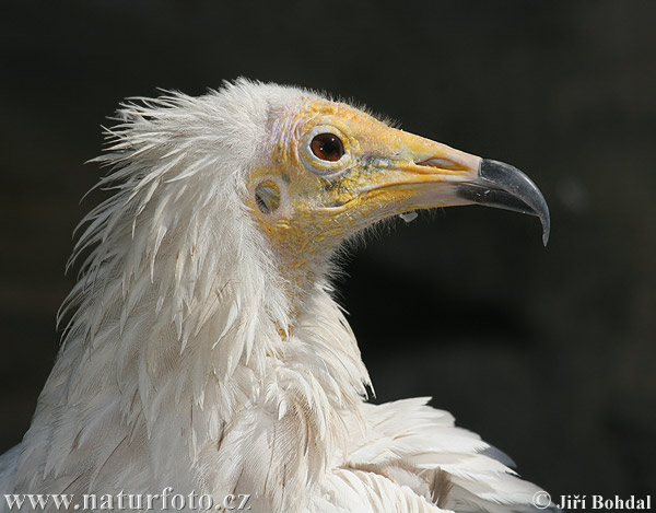 ͺ Egyptian Vulture01.jpg