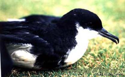 s Shearwater Puffinus auricularis(rare)02.jpg