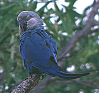 s Macawrare05.jpg