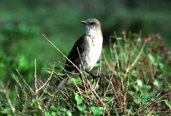 Socorro Mockingbirdrare01.jpg