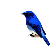 s Blue-flycatcherrare01.gif