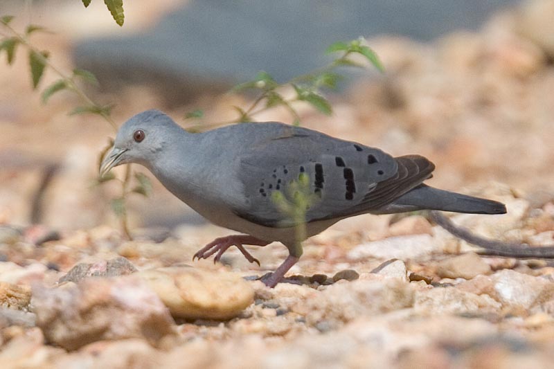 Purple-winged Ground-doverare01.jpg