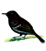 Restinga Antwrenrare01.gif