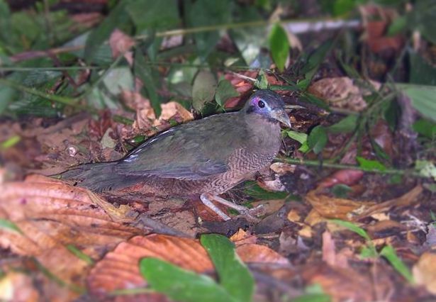 Sumatran Ground-cuckoorare03.jpg