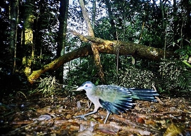 Sumatran Ground-cuckoorare02.jpg