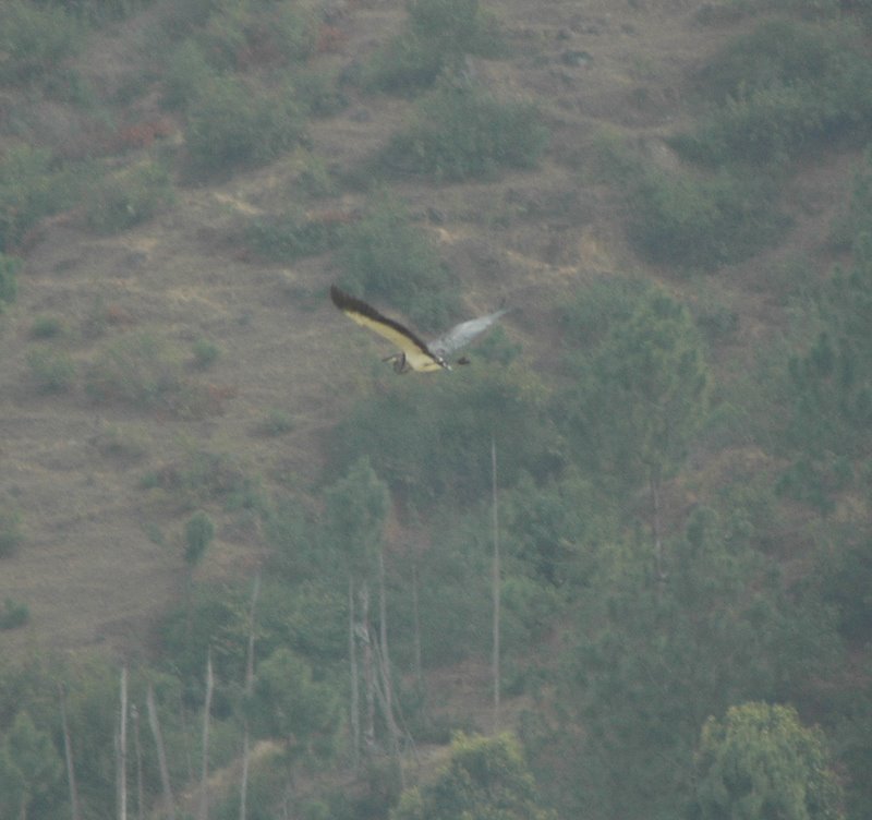 White-bellied Heron(rare)04.jpg