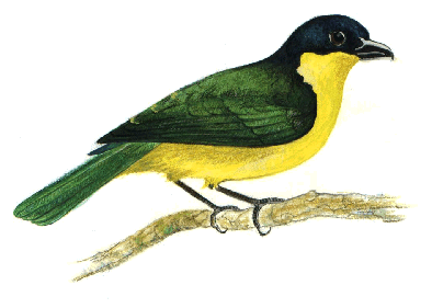 Uluguru Bush-shrikerare01.gif