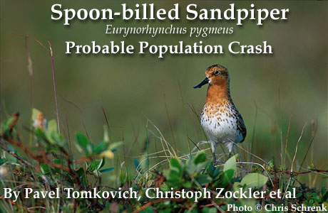 Spoon-billed Sandpiperrare01.jpg