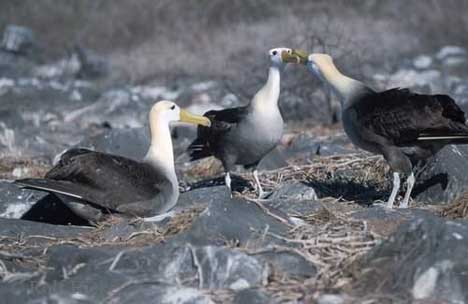 Waved Albatross(rare)05.jpg