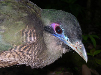 Sumatran Ground-cuckoorare04.jpg