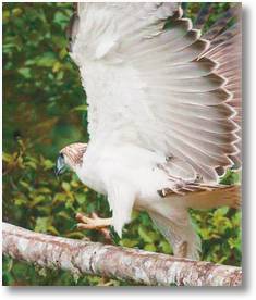 Philippine Eaglerare05.jpg