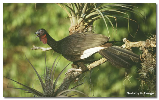 White-winged Guan(rare)01.jpg