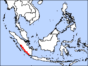 Sumatran Ground-cuckoorare05.gif