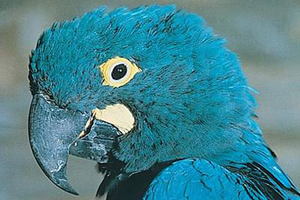 s Macawrare01.jpg