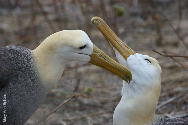 Waved Albatross(rare)11.jpg