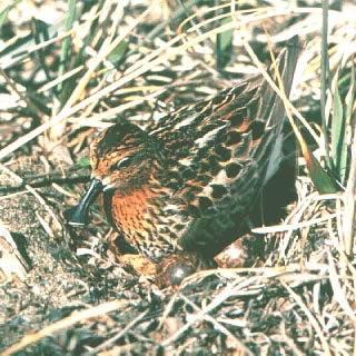 Spoon-billed Sandpiperrare07.jpg