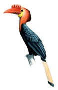 Rufous-headed Hornbillrare03.gif