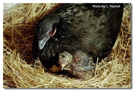 White-winged Guan(rare)02.jpg